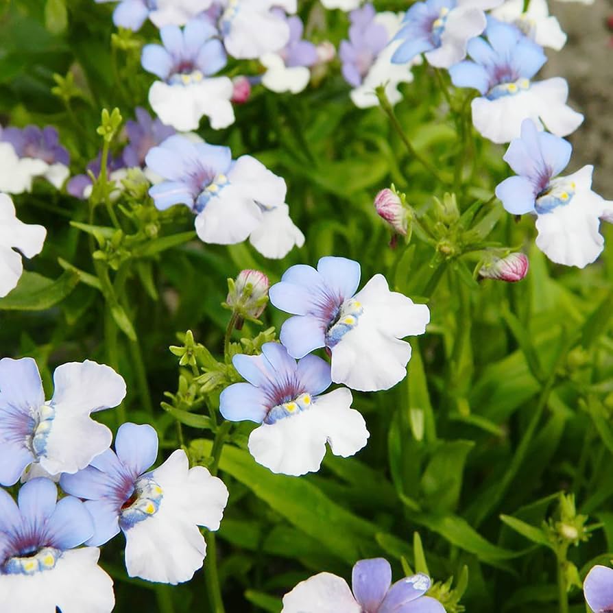 Heirloom Nemesia Strumosa Flower Seeds, Non-GMO Bright Annual Blooms for Colorful Garden Planting for planting in home garden